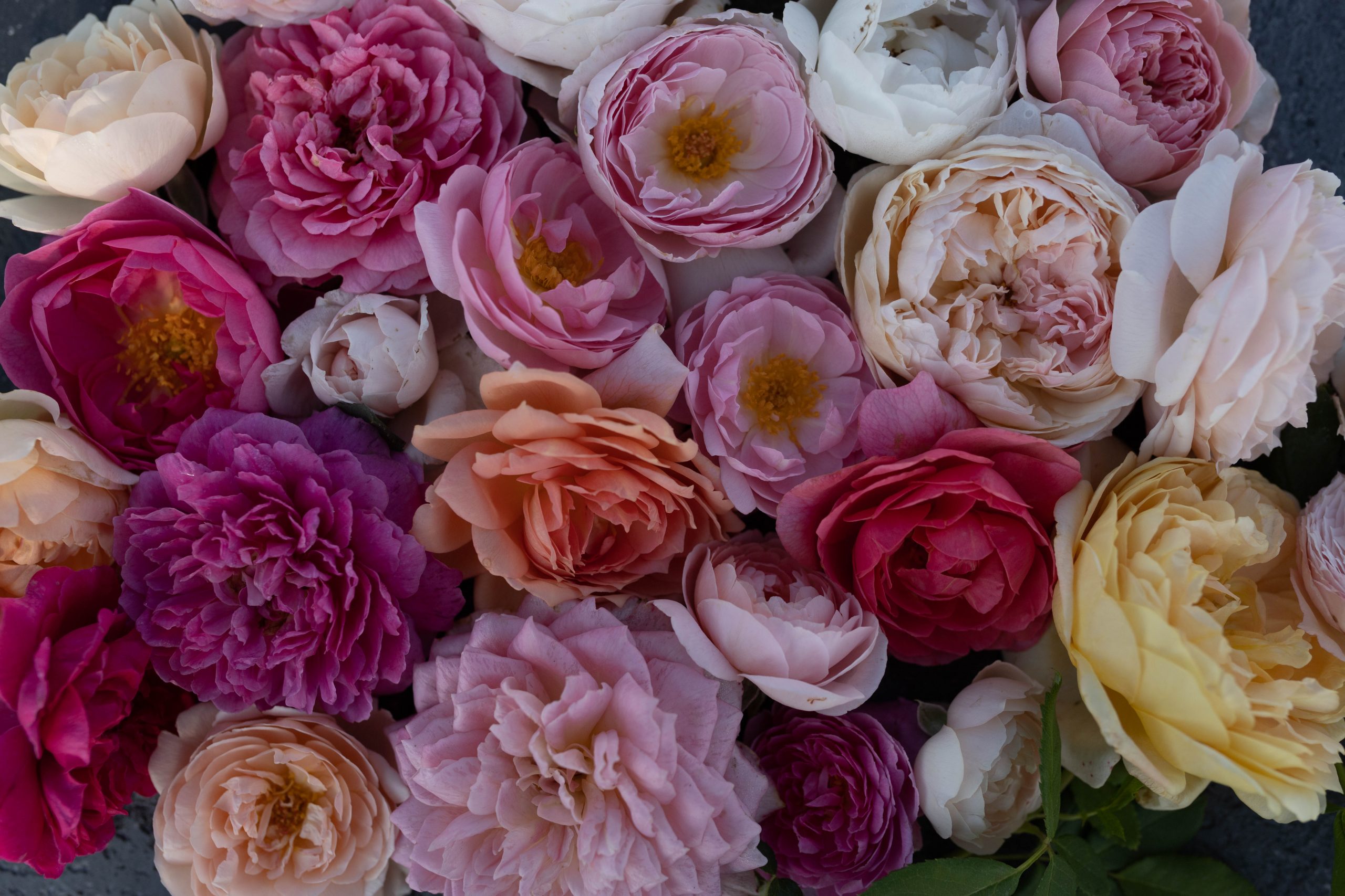 10 Best Roses For Beginners To Grow