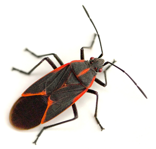 Boxelder Bug Control How to Get Rid of Bugs Rose Pest Solutions