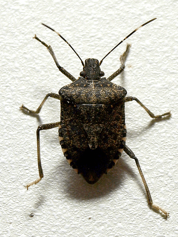 Are stink bugs really stinky? Rose Pest Solutions