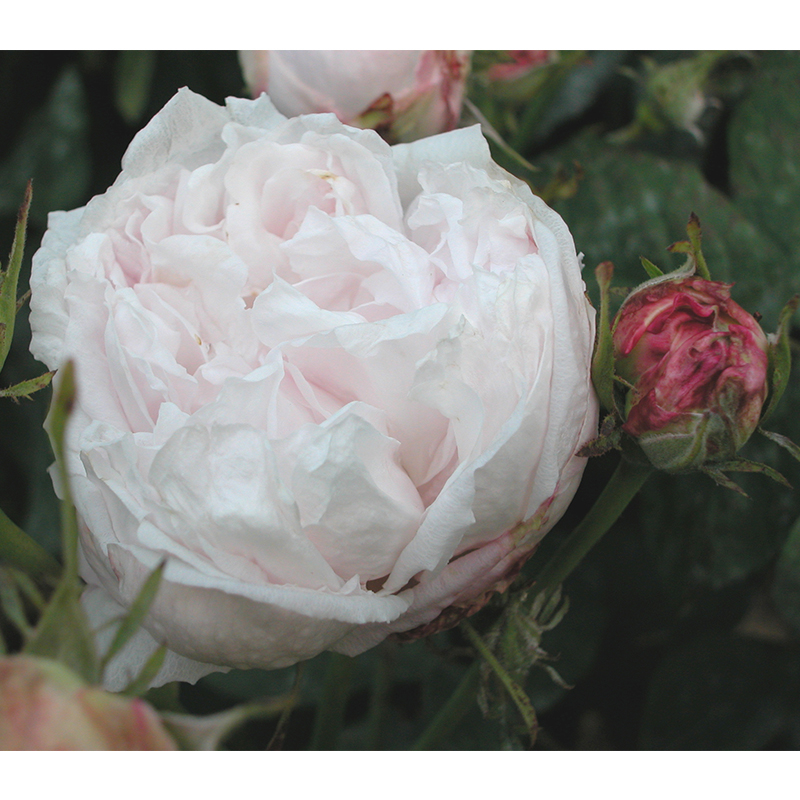 Rosier Clio Achat Rosier Arbuste Rose Tendre Obtenteur Paul