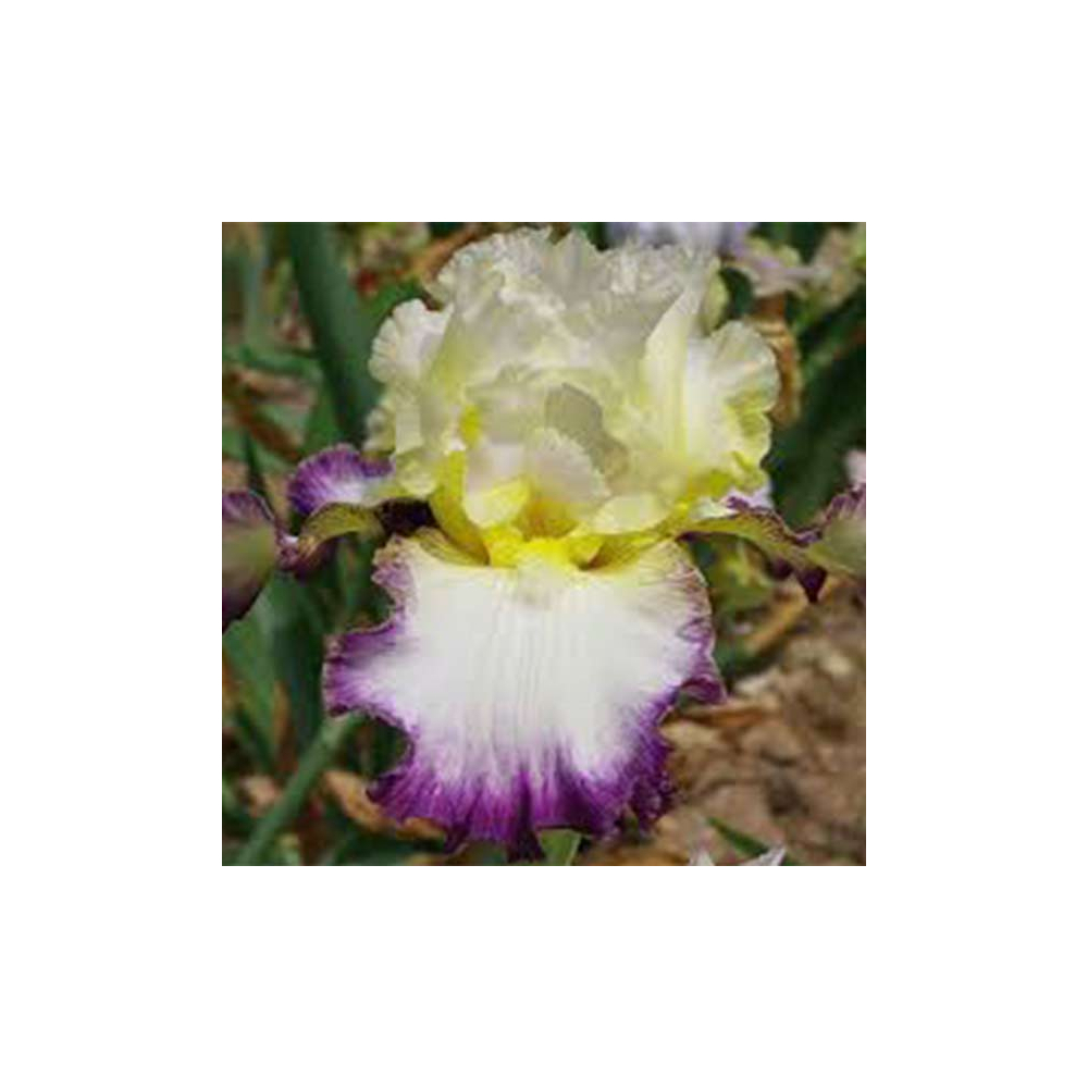 Iris Liseré pourpre