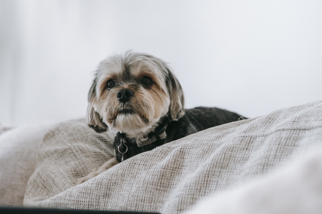 What Causes a Dog to Destroy the House When Left Alone? RosyCheeked