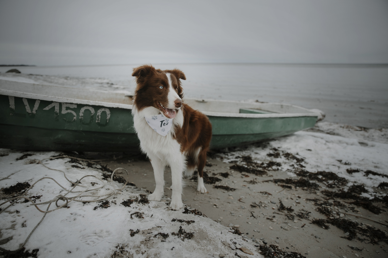 Beach dog rules What you need to know RosyCheeked
