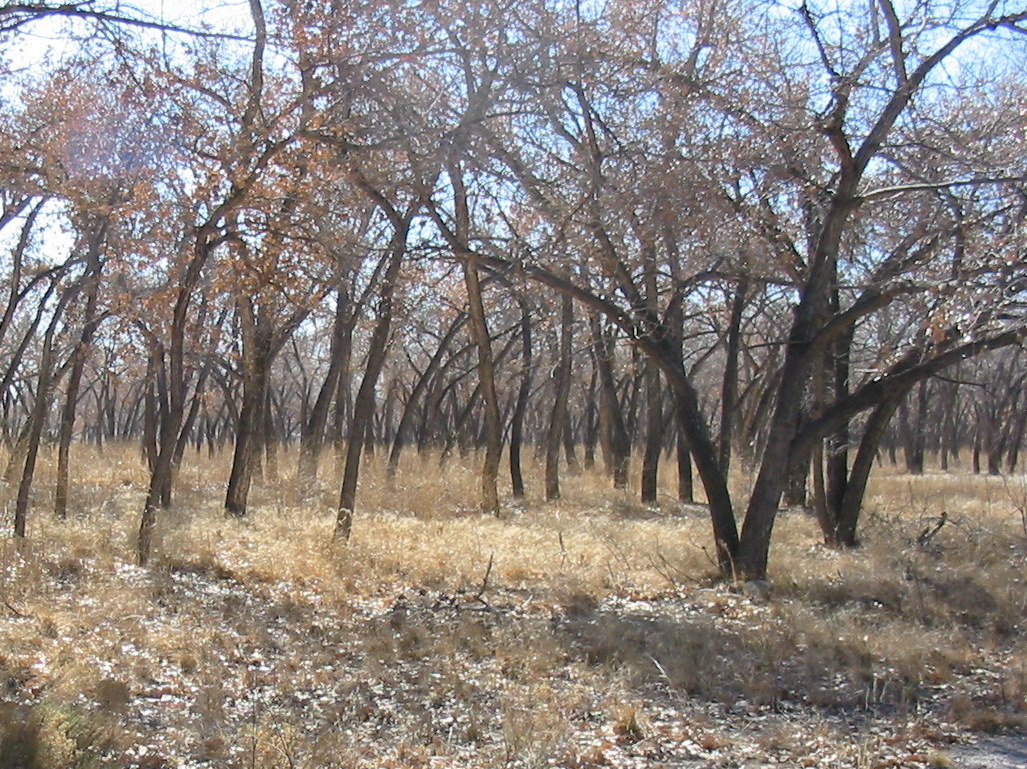 The Story of Fluff, A Cottonwood Seed