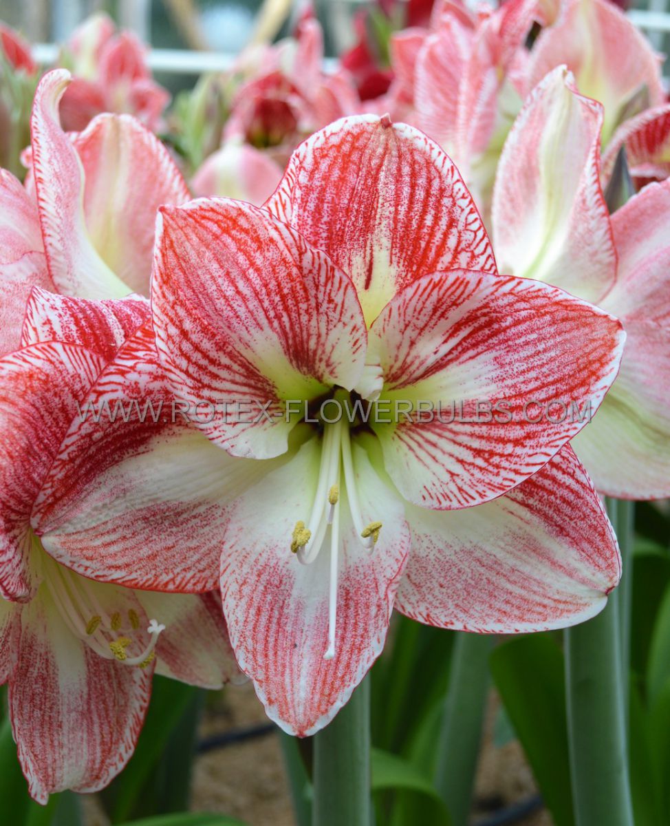 HIPPEASTRUM (AMARYLLIS UNIQUE) LARGE FLOWERING ‘SPOTTED QUEEN‘ 34/36 CM