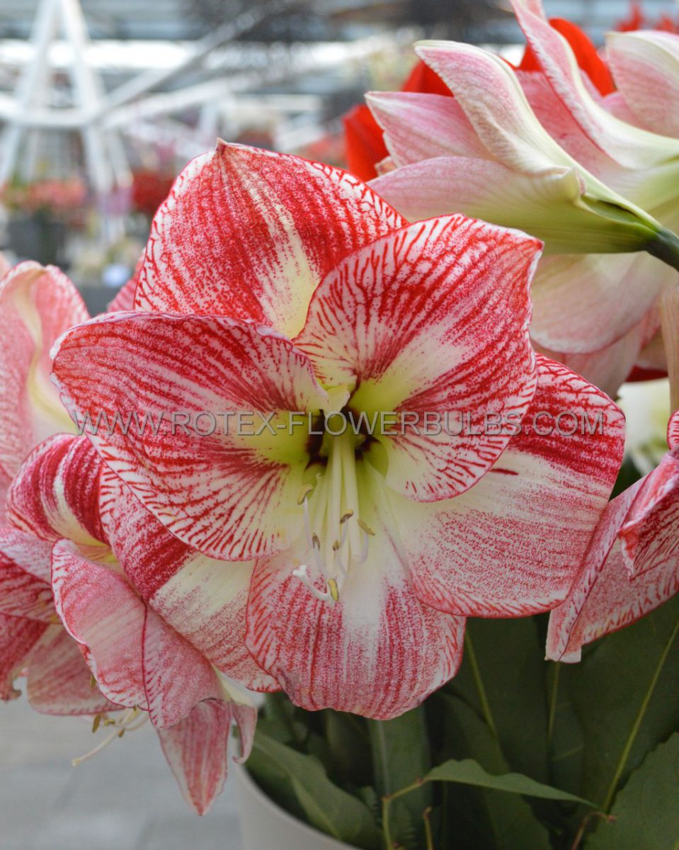 HIPPEASTRUM (AMARYLLIS UNIQUE) LARGE FLOWERING ‘SPOTTED QUEEN‘ 34/36 CM