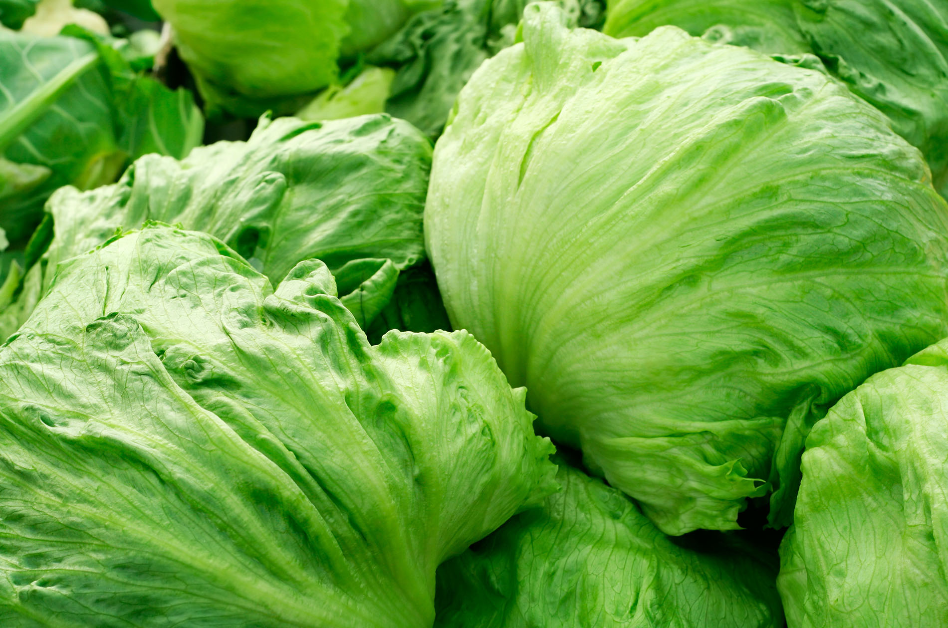 Iceberg Lettuce Fresh Produce Rothert Farm Inc.