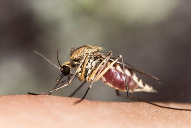 Mosquito | Pest Information & Prevention Tips