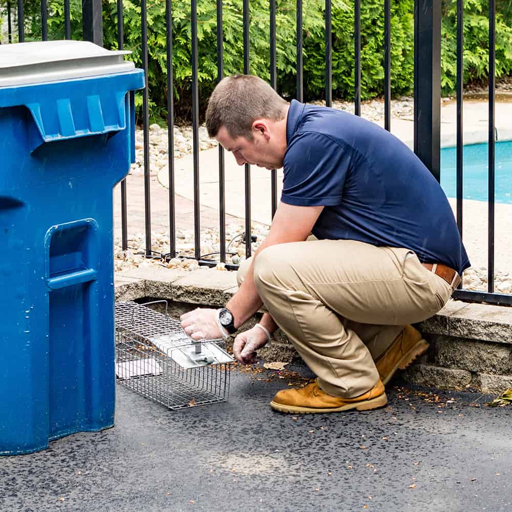 Wentzville MO Pest Control Exterminators Since 1956 Rottler