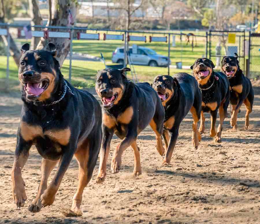 Rottweiler Training Tips You Should Definitely Try Out! Rottweiler Life