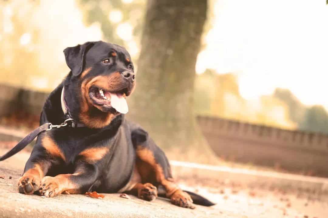 Do You Deal With An Aggressive Rottweiler When They're Taken Outdoors