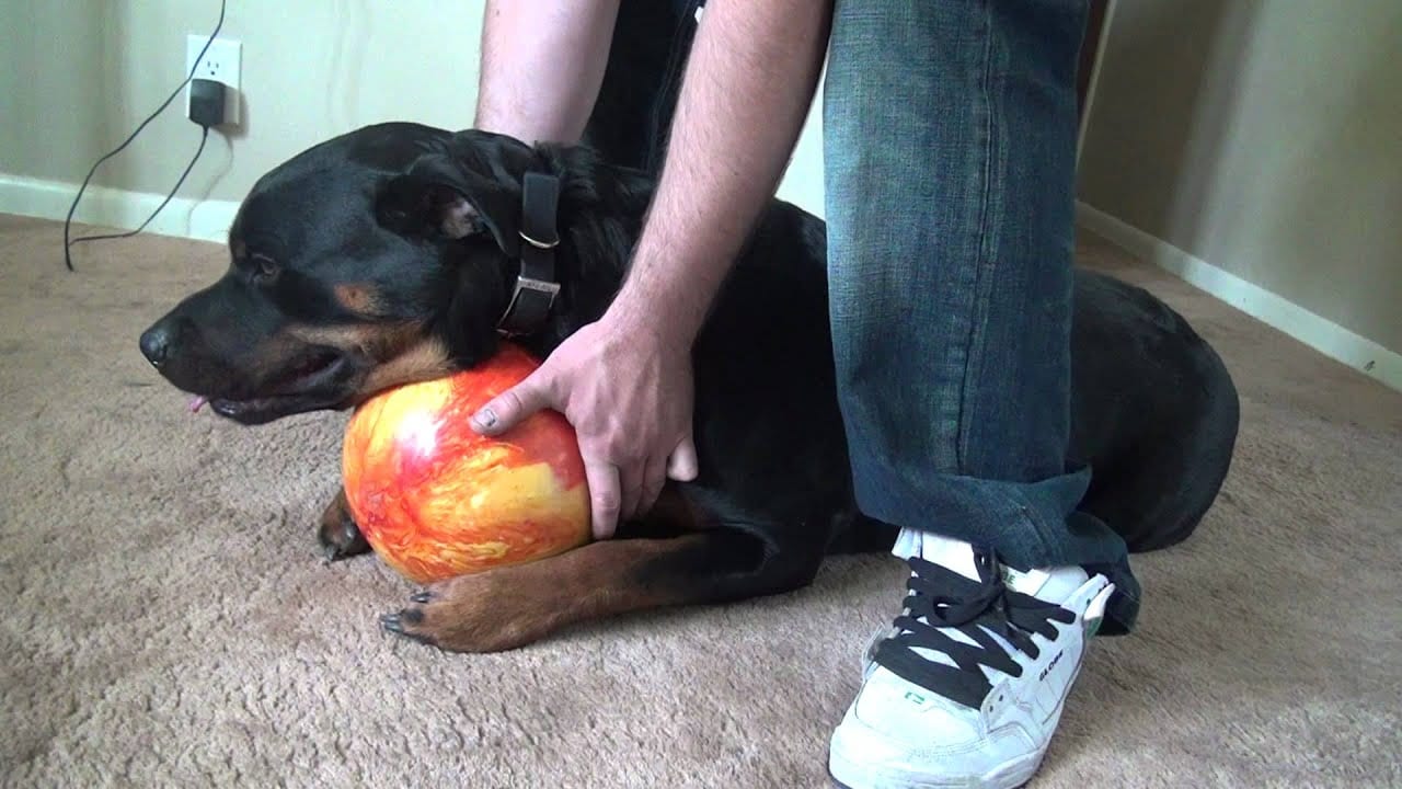 9 Stranger Ways Your Rottweiler Express Their Undying Love For You