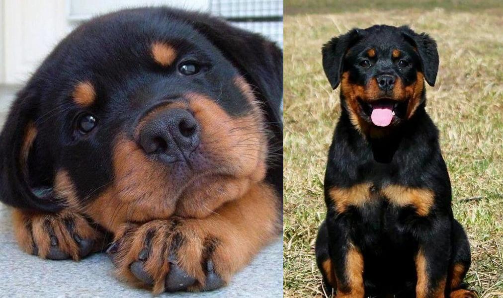 9 Stranger Ways Your Rottweiler Express Their Undying Love For You