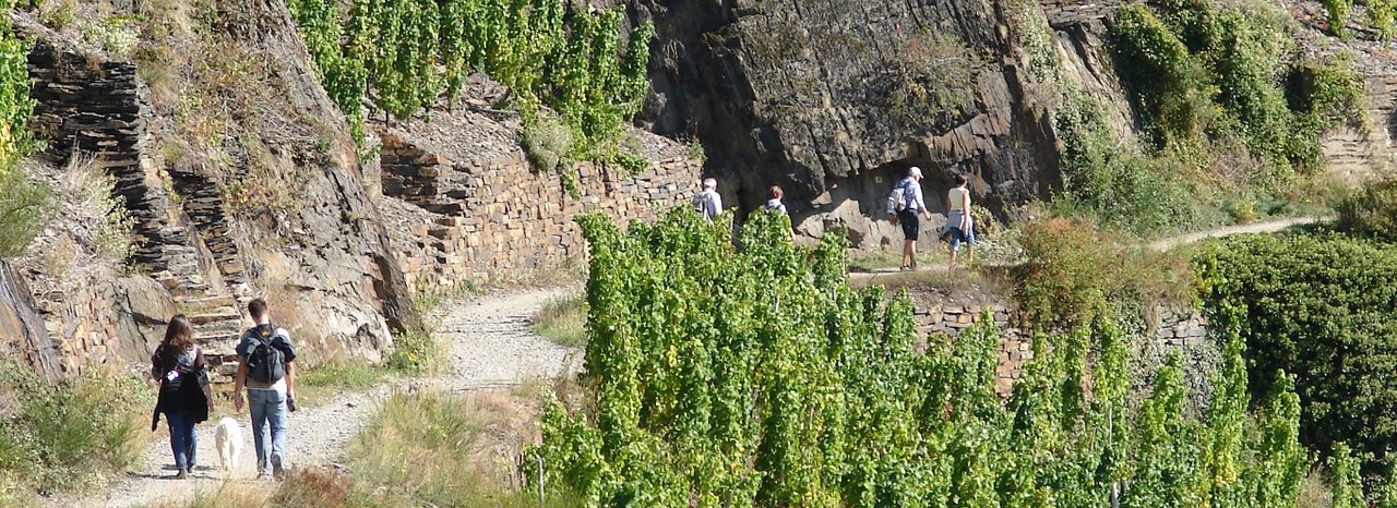 Rotweinwanderweg Wanderstrecken