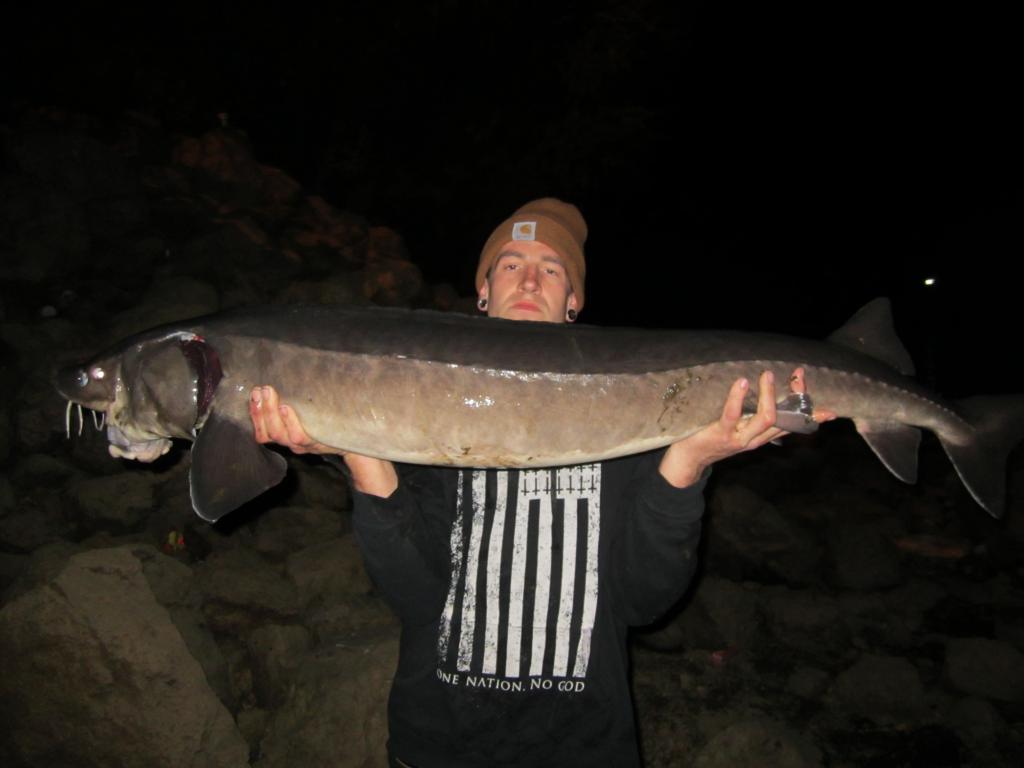 Largest Lake sturgeon from shore.