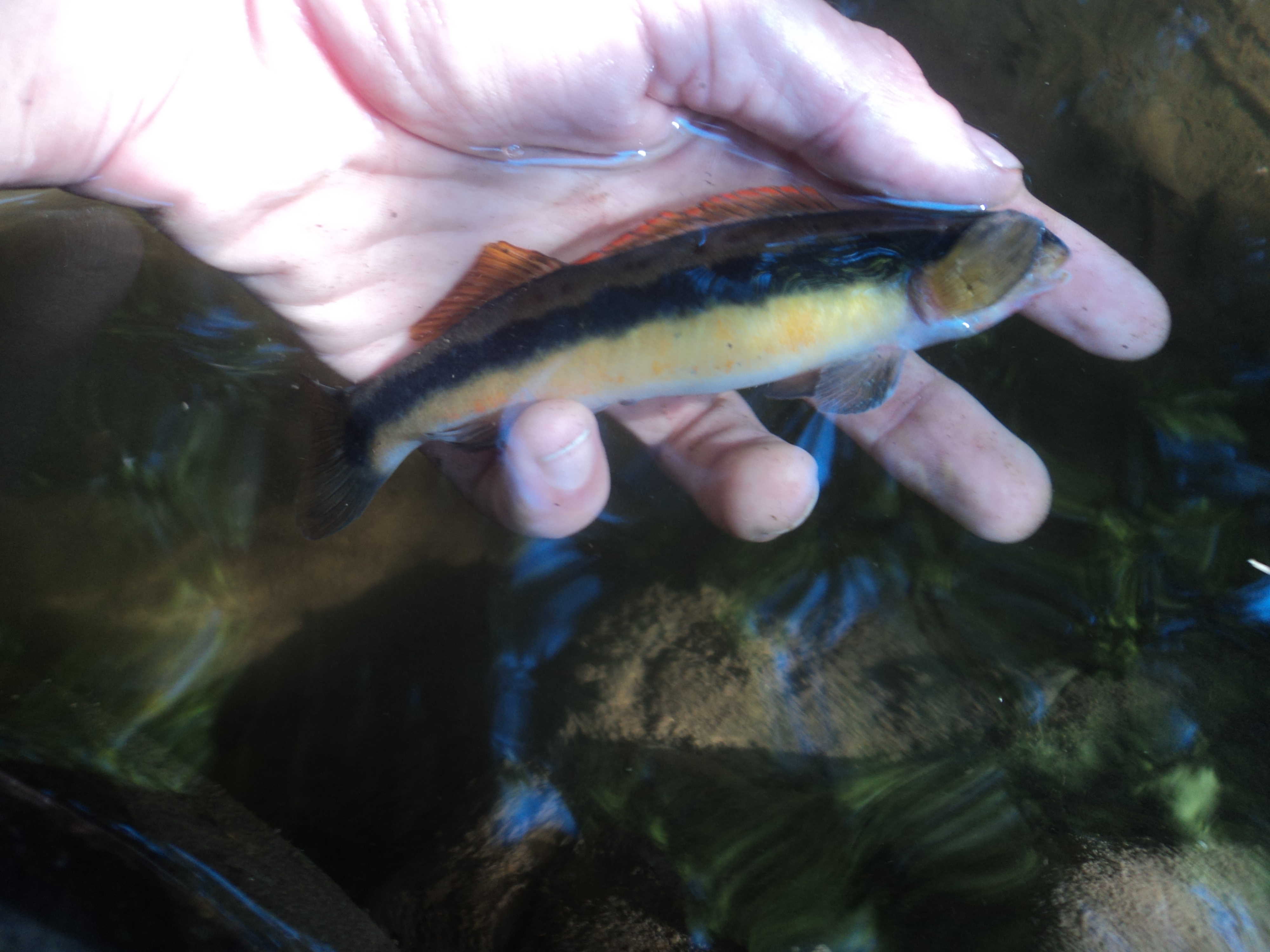 Darter, Tangerine Drew