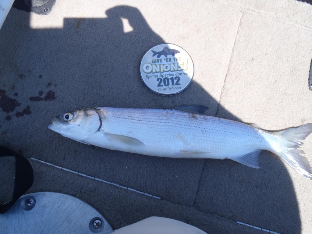 Cisco, Northern (Tullibee)