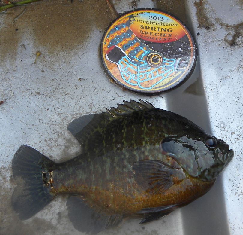 Sunfish, Pumpkinseed