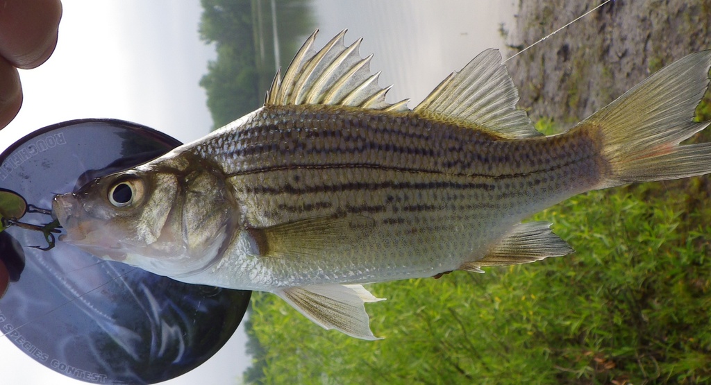 Normal variation of yellow bass or some kind of hybrid?