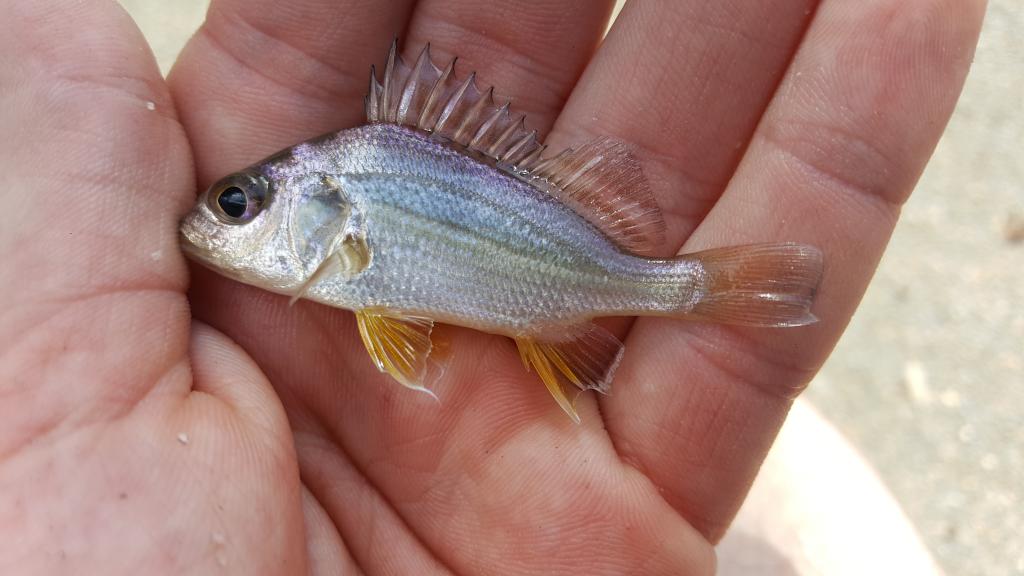 Please add Javelin, Blackear, Pomadasys trifasciatus