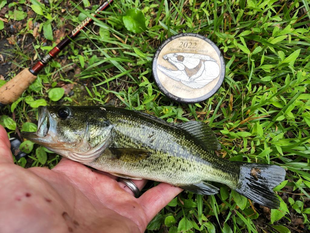 Bass, Largemouth