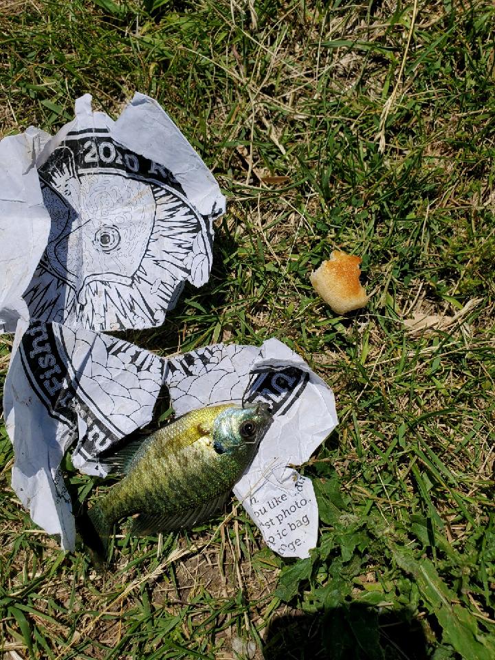 Week 2 Grocery Store Bait for D.T. Created Tue, 06/09/2020 2212 Default No