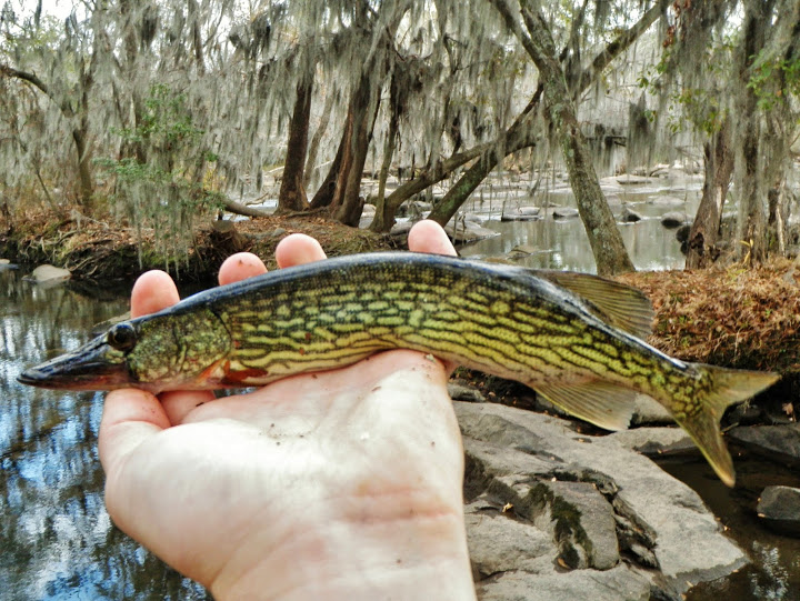 Chain Pickerel Esox niger