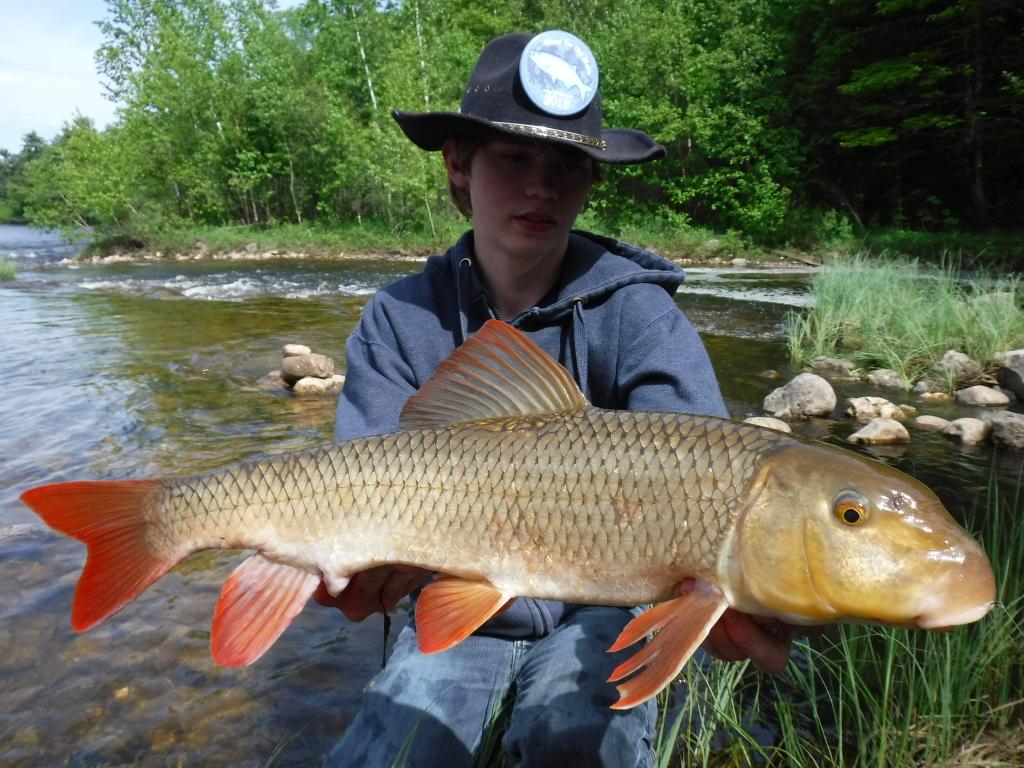 Redhorse, Greater