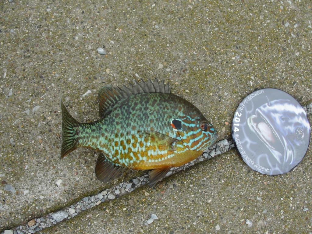 Sunfish, Pumpkinseed
