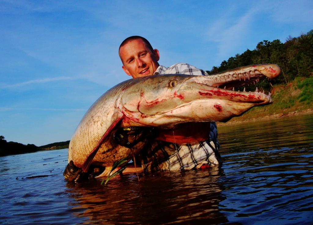 Alligator Gar