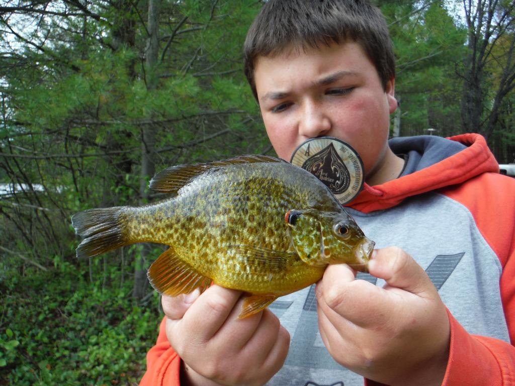 Sunfish, Pumpkinseed