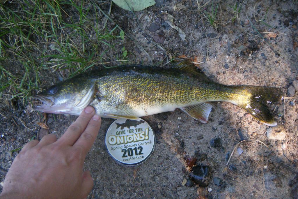 Walleye