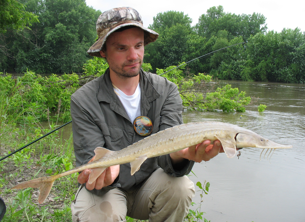 Sturgeon, Shovelnose
