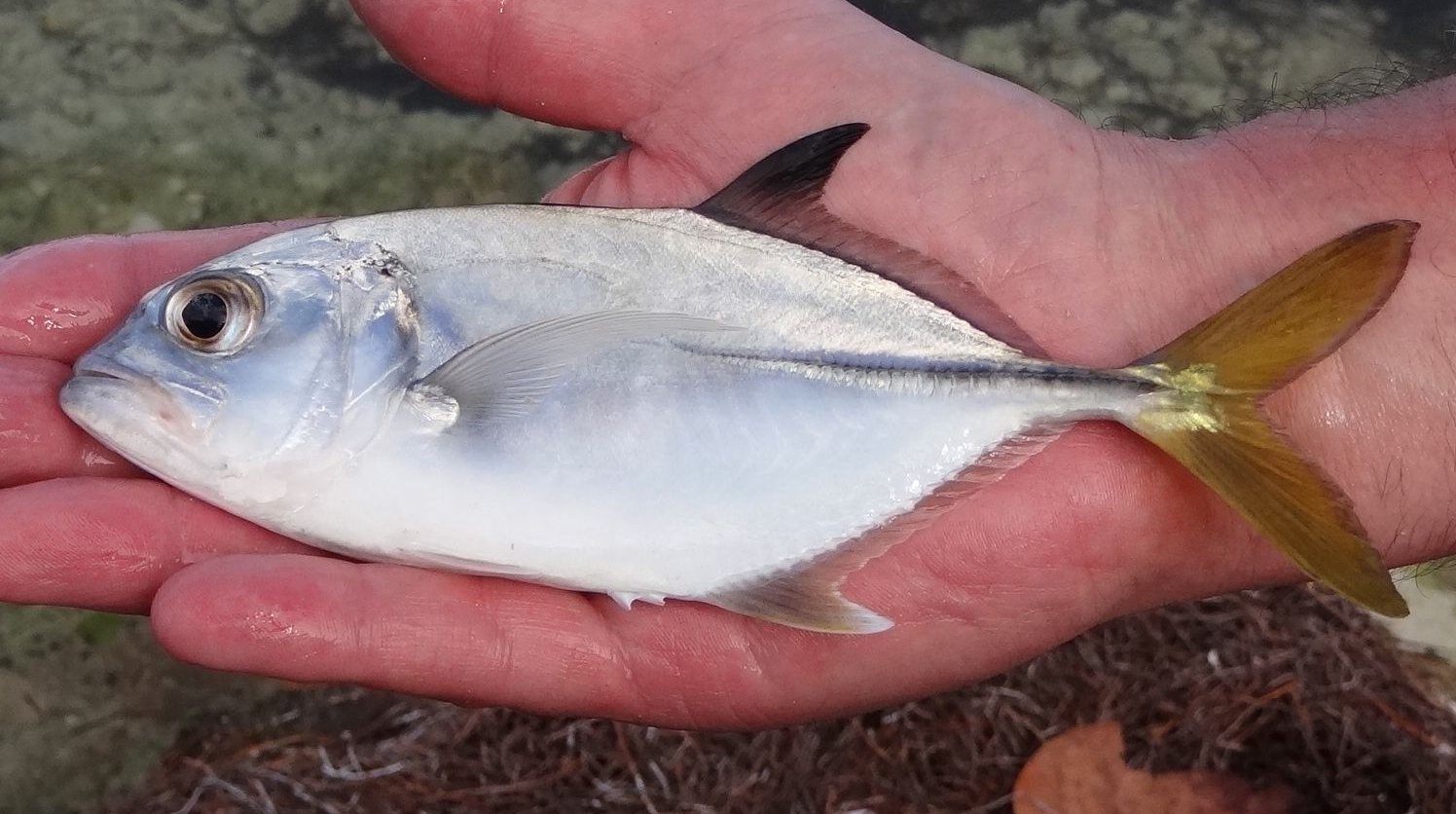 Jack, Horseeye uconn fishhead