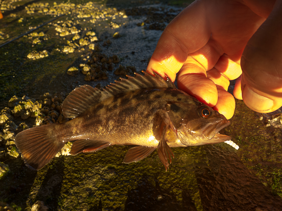 Please add Brown Rockfish, Sebastes auriculatus