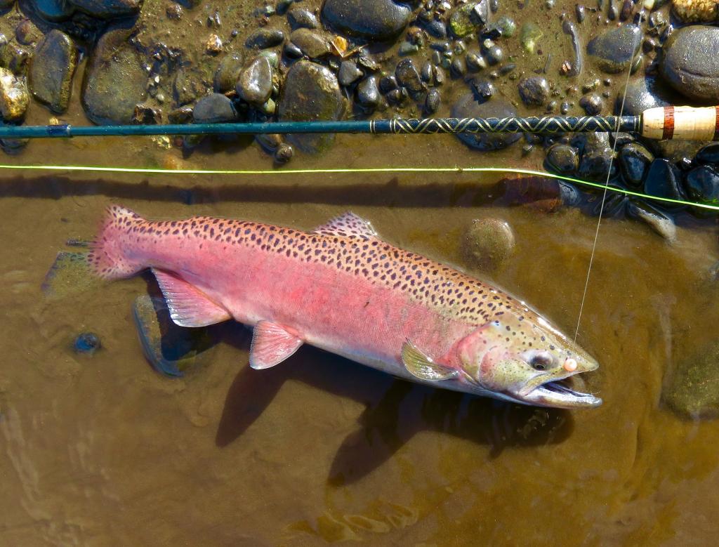Unique jack king salmon