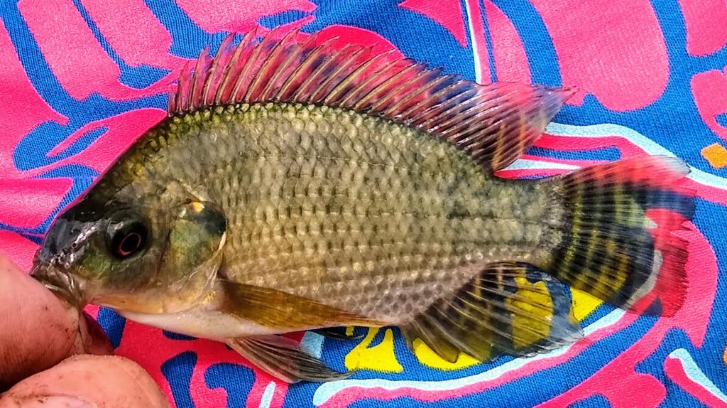 Tilapia, Nile