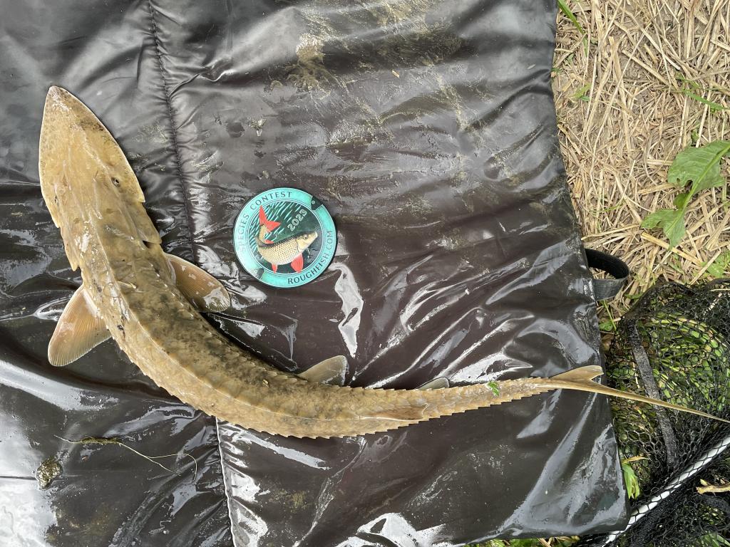 Sturgeon, Shovelnose