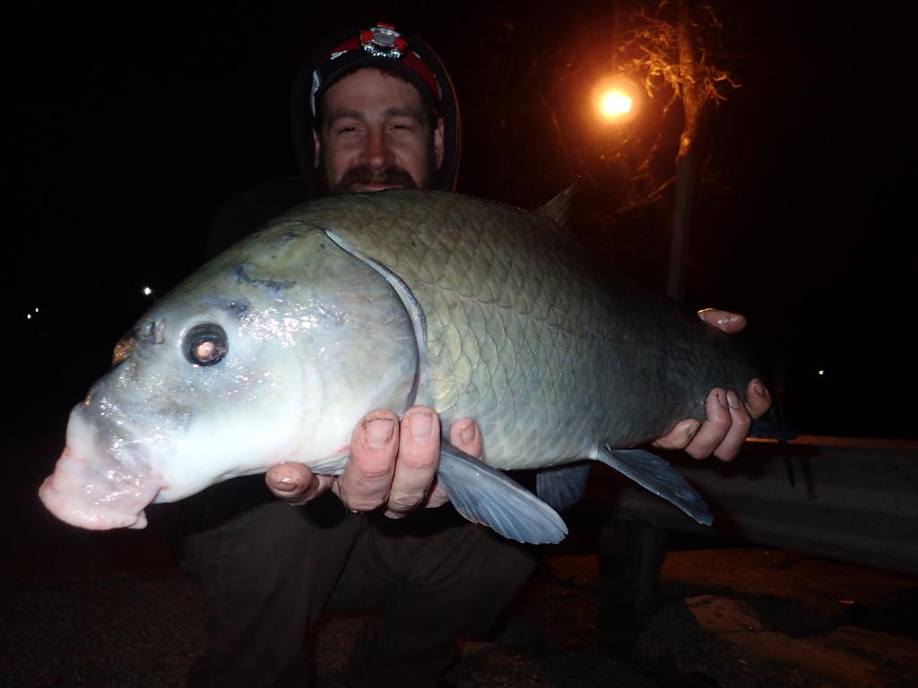 Cracking Black buffalo