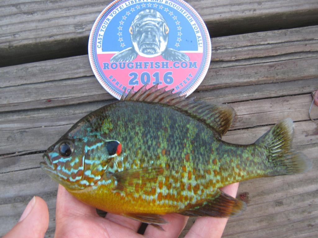 Sunfish, Pumpkinseed