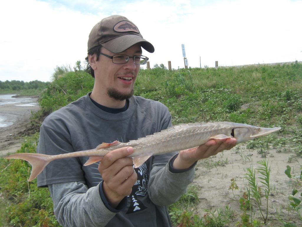 Sturgeon, Shovelnose