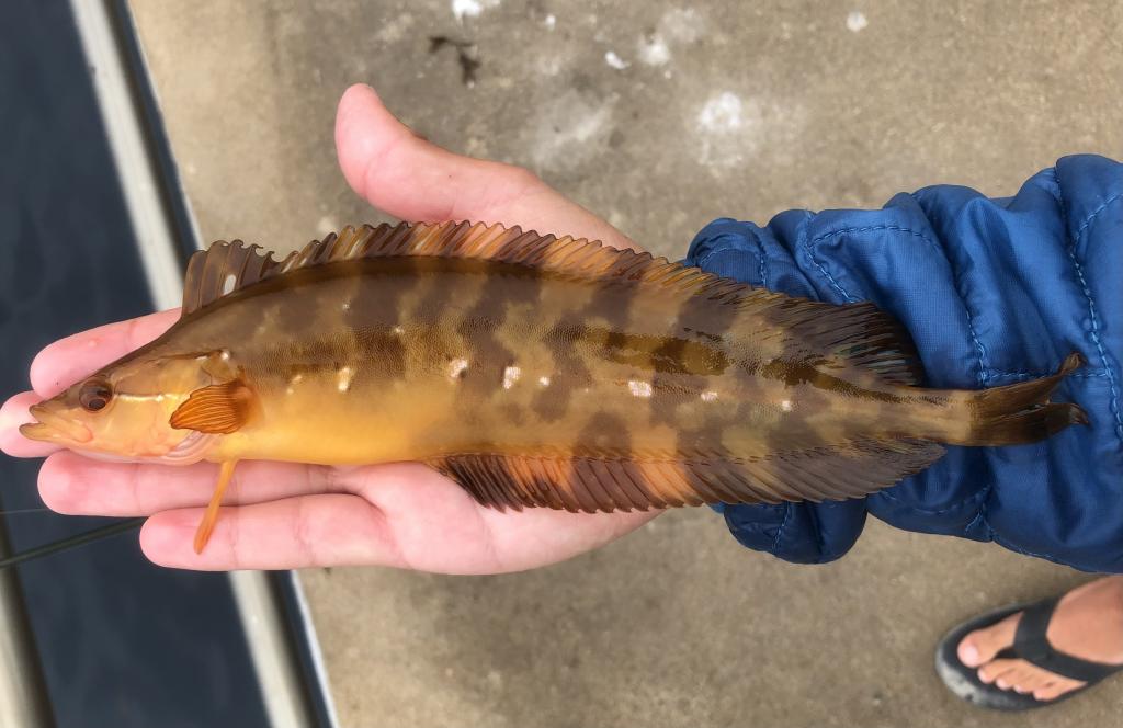 Please add Giant Kelpfish, Heterostichus rostratus