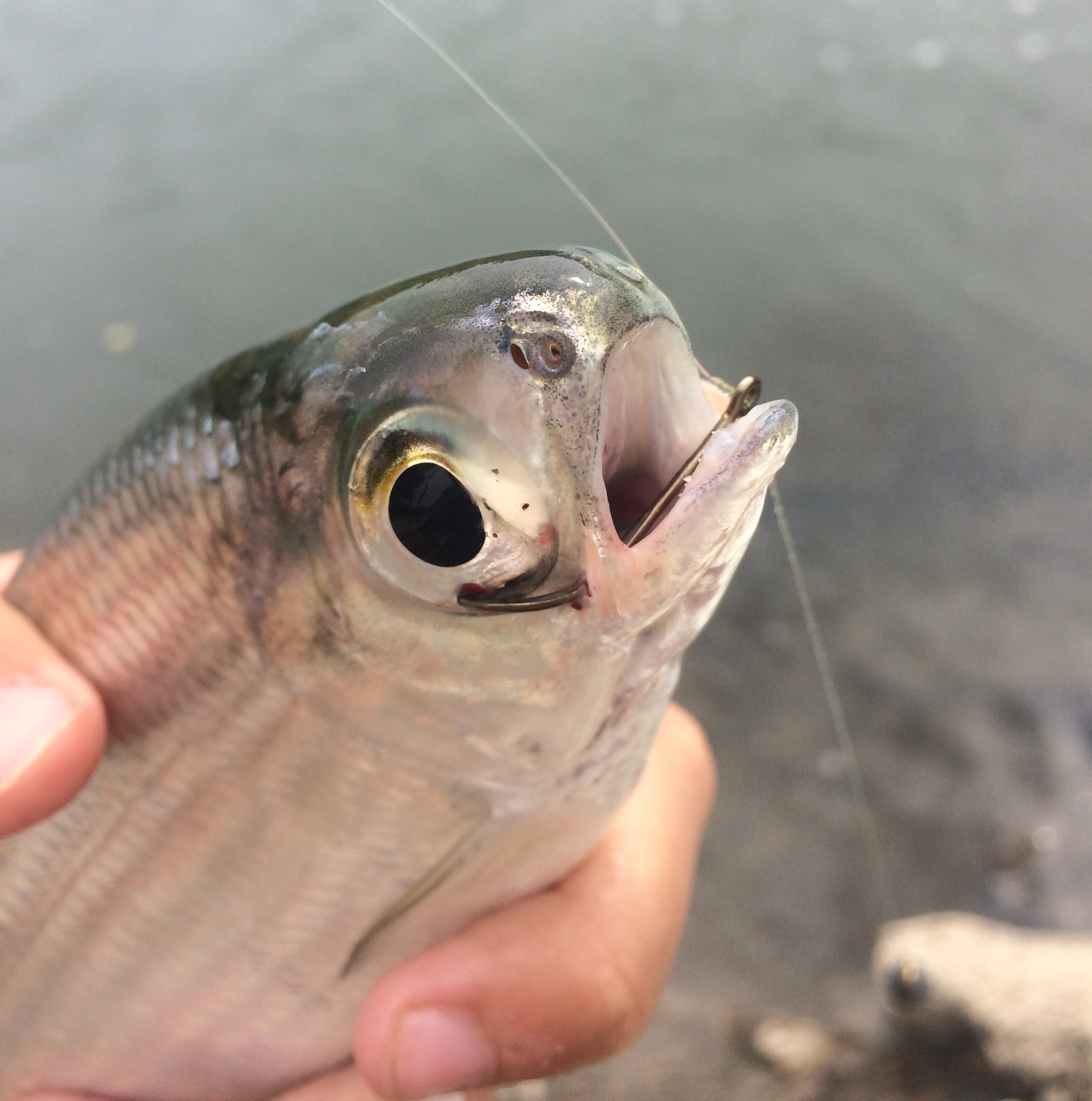 Mooneye Casey Shanaberger