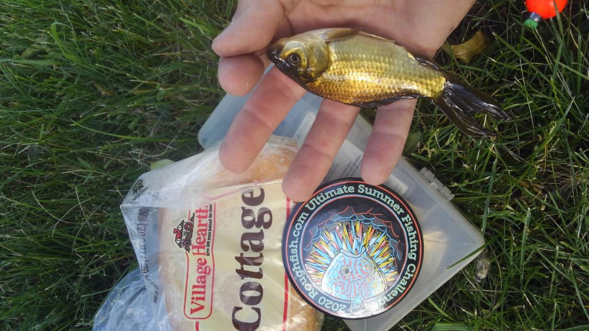 Week 2 Grocery Store Bait for angry mongrel Created Wed, 06/17/2020 1230 Default No www