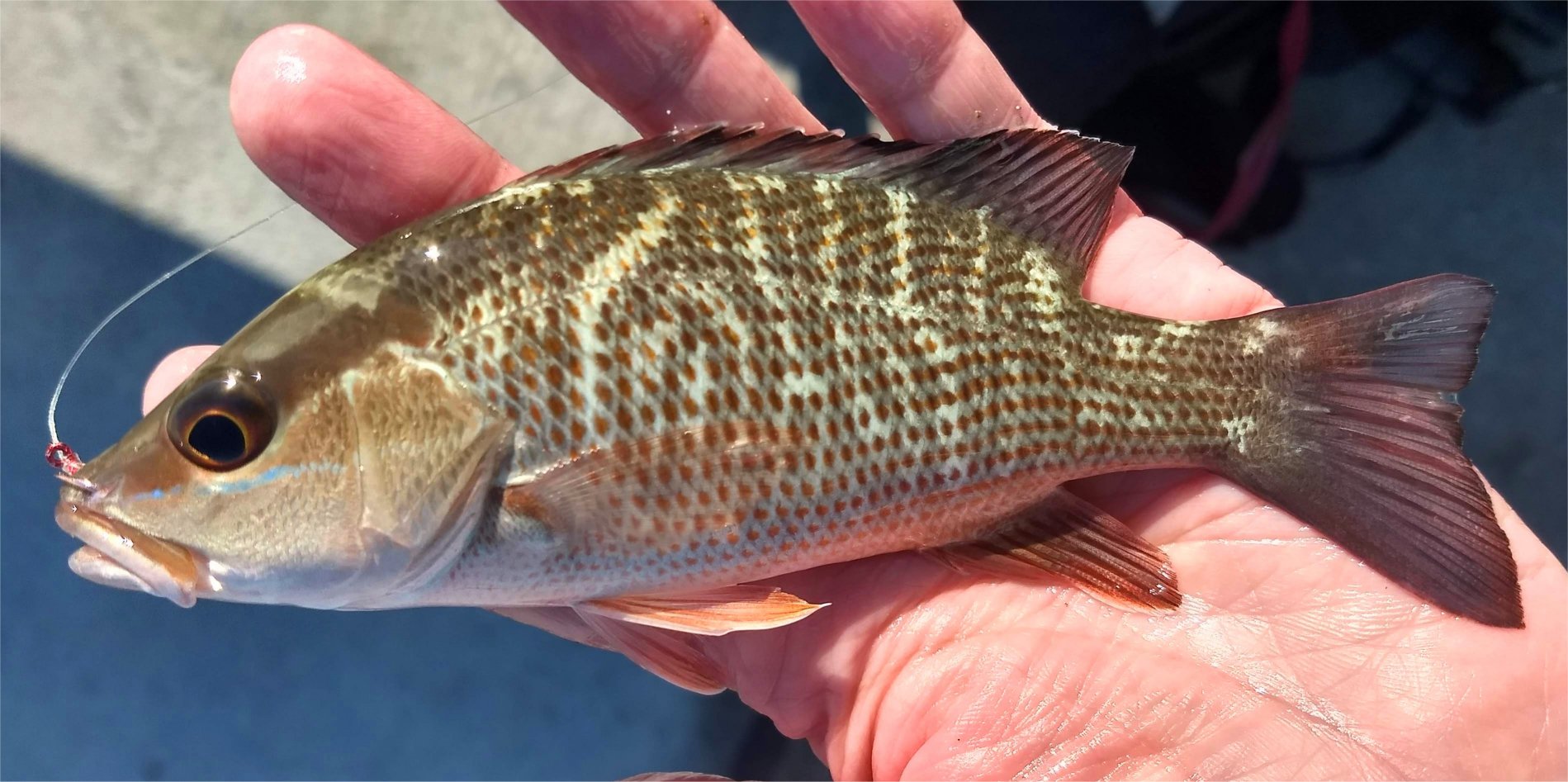 Snapper, Mangrove uconn fishmate