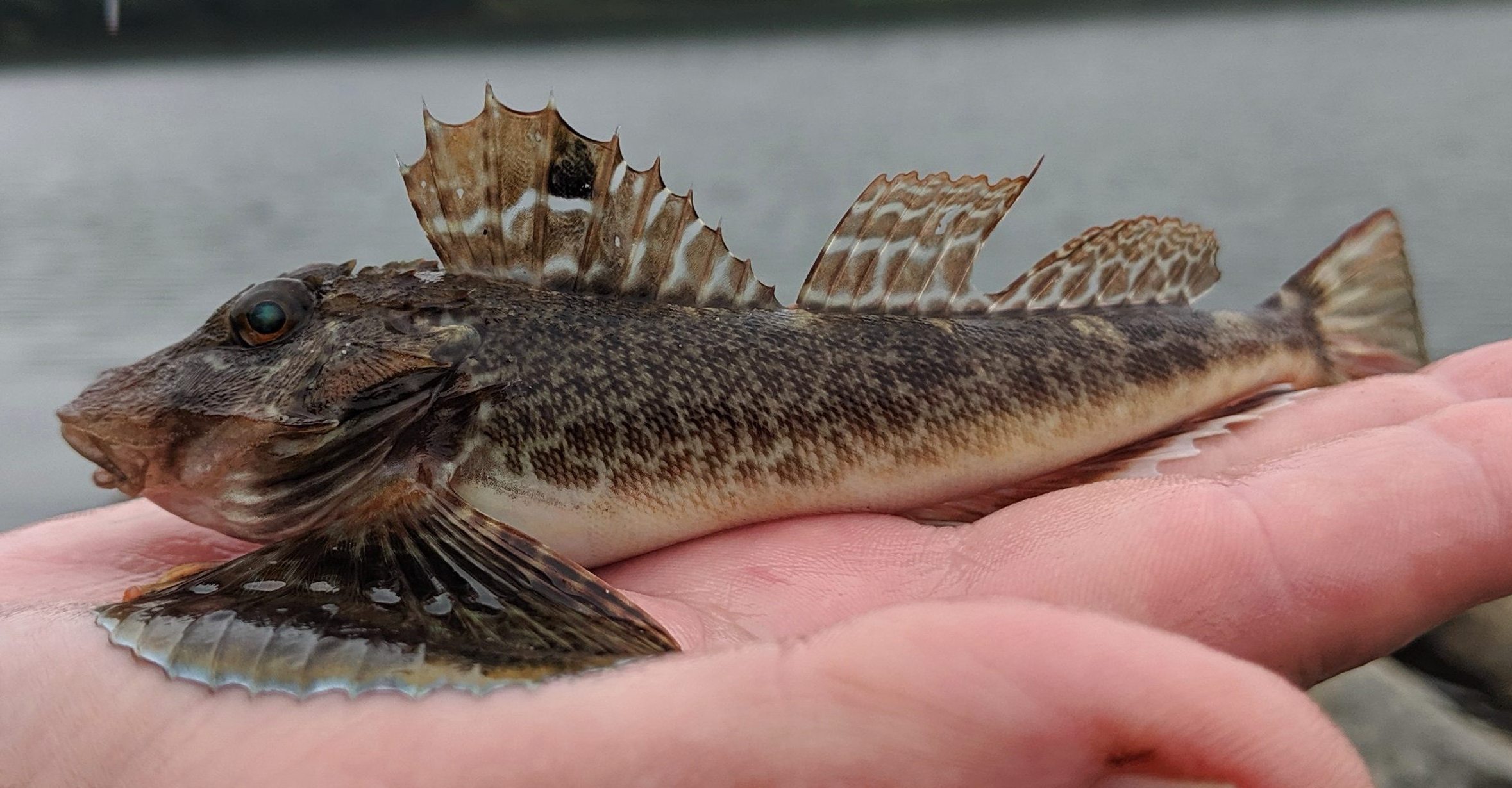 Sea Robin, Northern uconn fishmate