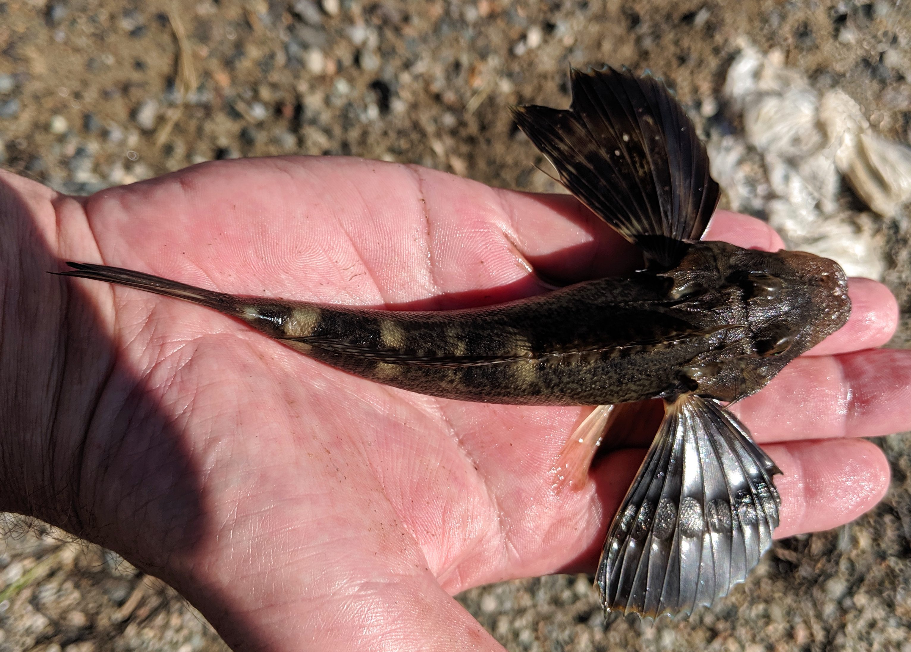 Sea Robin, Northern uconn fishhead
