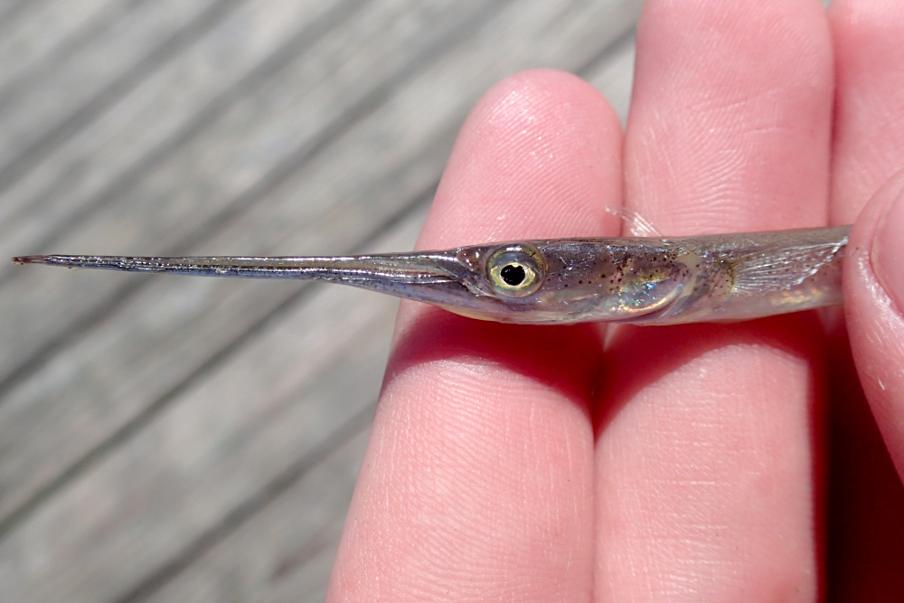 Needlefish, Atlantic Underpants52