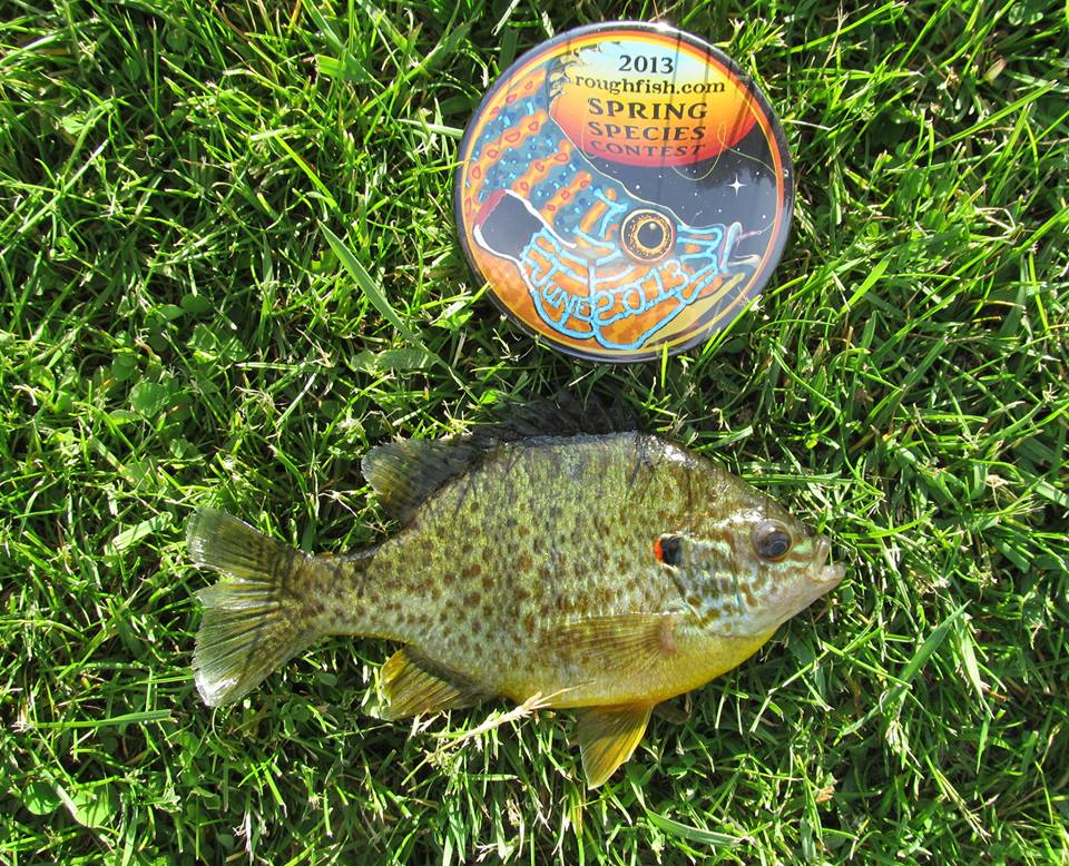 Sunfish, Pumpkinseed
