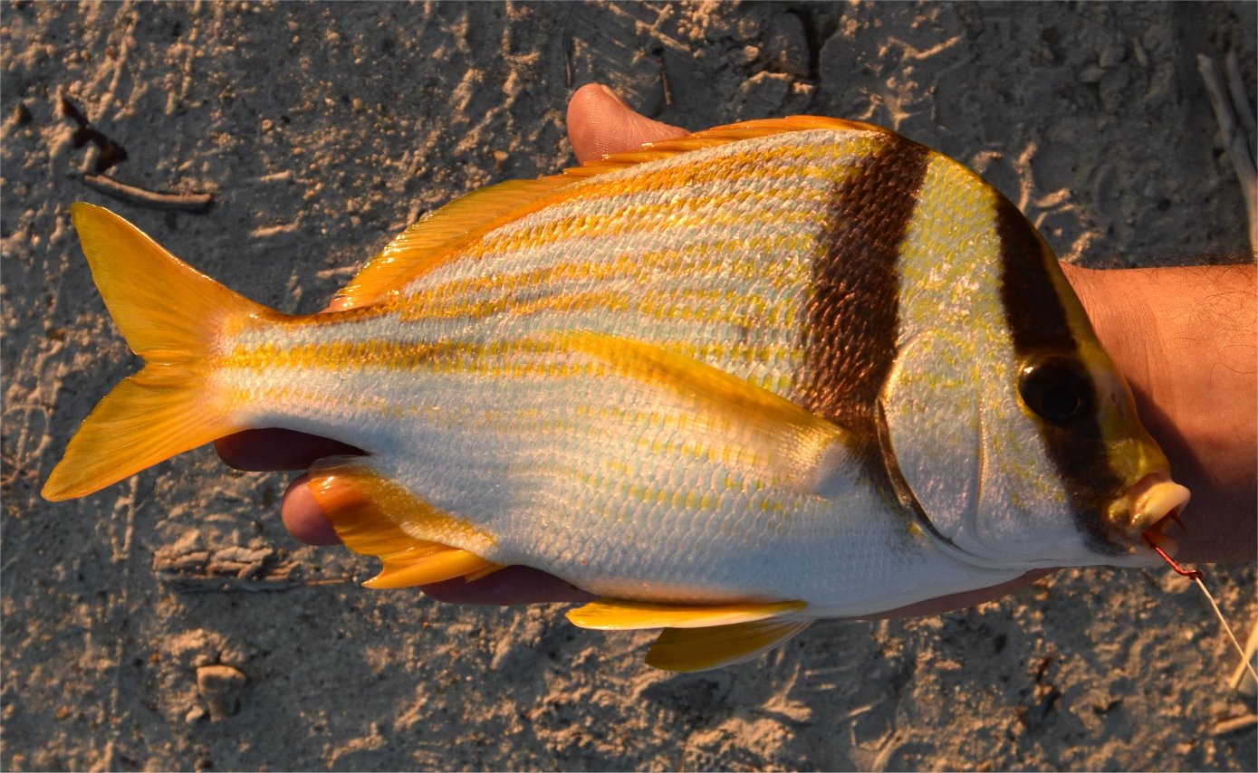 Porkfish uconn fishhead